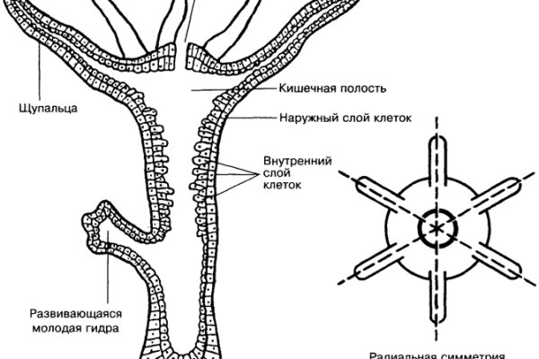 Кракен даркнет ссылка на сайт